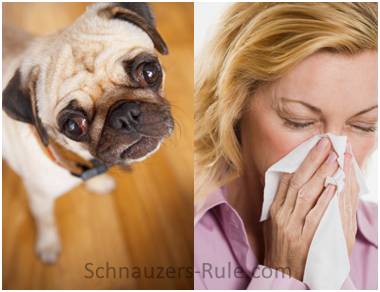 Allergy Sufferers & Dogs