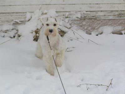 Xander stopped playing and posed for the photo in the first snow