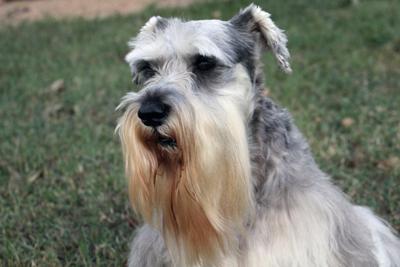 Miniature Schnauzer Angel