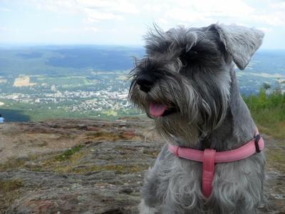 Schnauzer Angel  