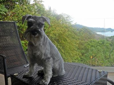 Mini Schnauzer Angel 