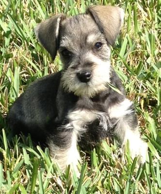 Miniature Schnauzer Puppy Jordan