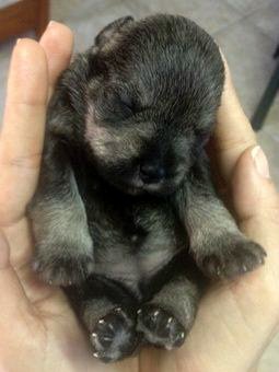 25 Best Photos Normal Puppy Fetal Heart Rate / When A C Section Is Necessary Whelping Puppies