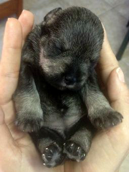 Schnauzer Puppy Growth Chart