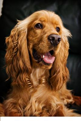 Cocker Spaniel Shadow??