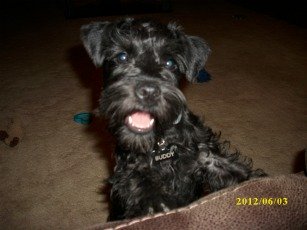 Miniature Schnauzer puppy Buddy