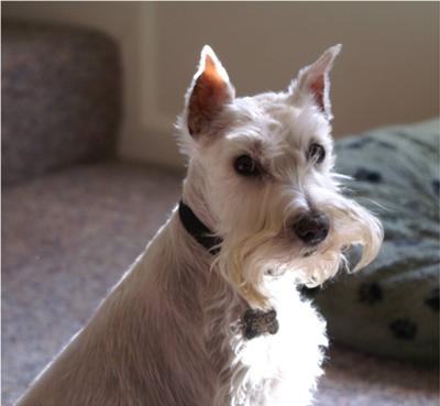 Miniature Schnauzer Casper