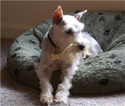 Miniature Schnauzer Casper