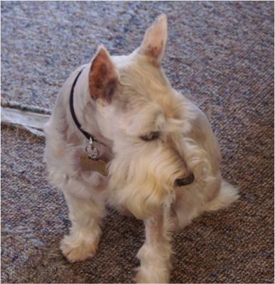 Miniature Schnauzer Casper