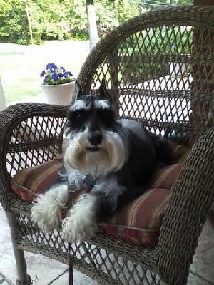 Charlie on the porch