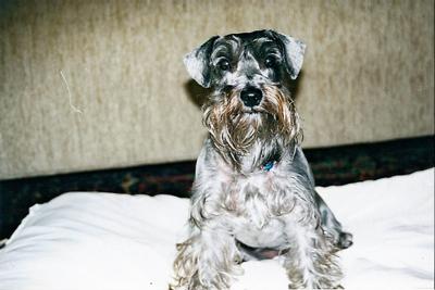 Miniature Schnauzer Chelsea