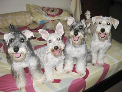  Miniature Schnauzers