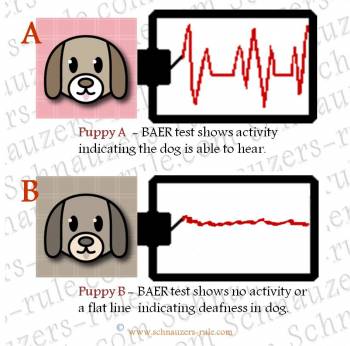 deaf dogs, deafness in dogs, BAER test