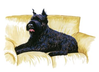 Schnauzer Caricature