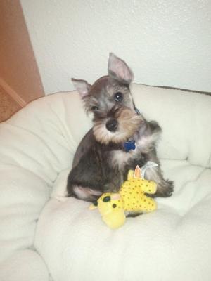 Miniature Schnauzer Doc1