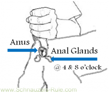 Dog Anal Glands