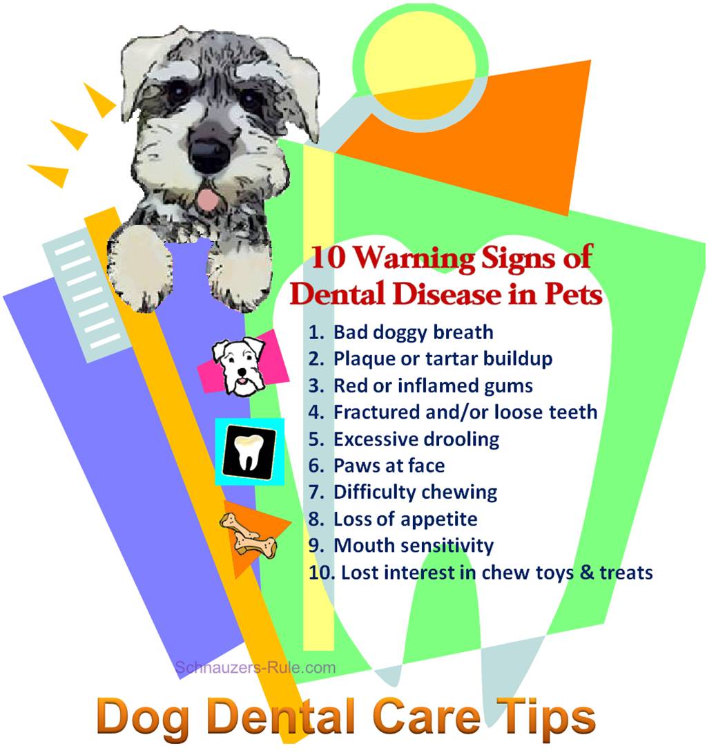 10 Warning Signs of Dental Disease in Pets