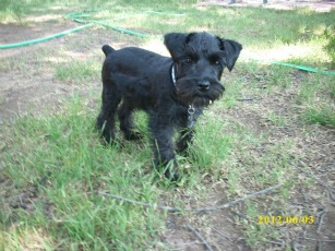  digging Schnauzer, Buddy