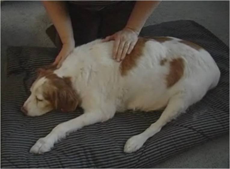 Dog Massage