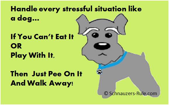 How Dogs Handle Stress