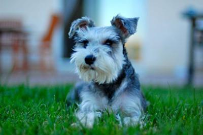 Mini Schnauzer Duchess Just Relaxing