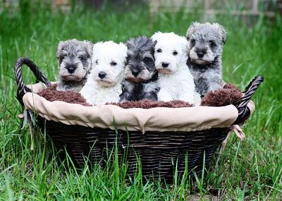 East Coast Schnauzer Babies