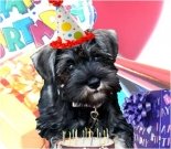 Birthday e-card, dog ecard, schnauzer card
