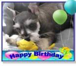 happy birthday dog ecard