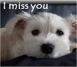 Miss You ecard, dog ecard, schnauzer card