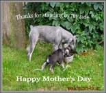 Mother's Day ecard, dog ecard, schnauzer card