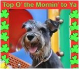 St. Patricks Day ecard, dog ecard, schnauzer card