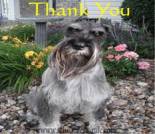 Thank You dog ecard, thanks ecard, dog ecard, schnauzer card