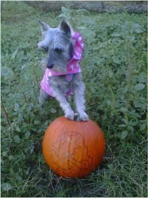 Emmie picks out her own pumpkin