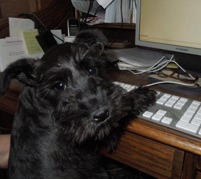 Fizzie helps out on the computer