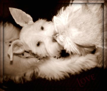 Flurry and Flossy Sisterly Love