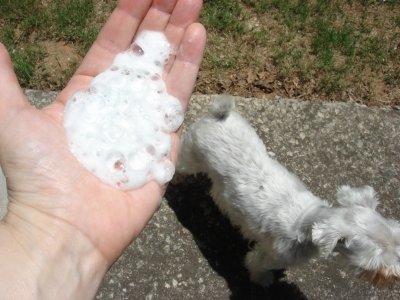 Waterless Bath Foam for Dogs