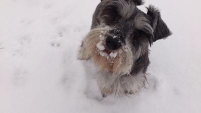 Miniature Schnauzer Fritz in the snow