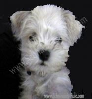 miniature schnauzer girl dog