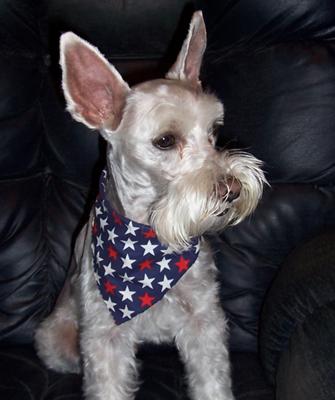 Miniature Schnauzer Gunner