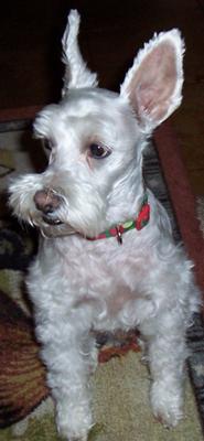 Miniature Schnauzer Gunner