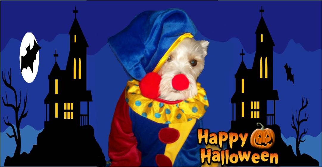 Happy Halloween Schnauzer Clown