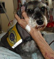 Mini Schnauzer Harley Therapy Dog