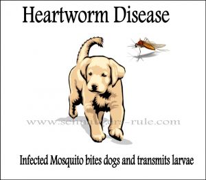 Heartworm Disease