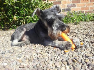 Pluto enjoying a carrot