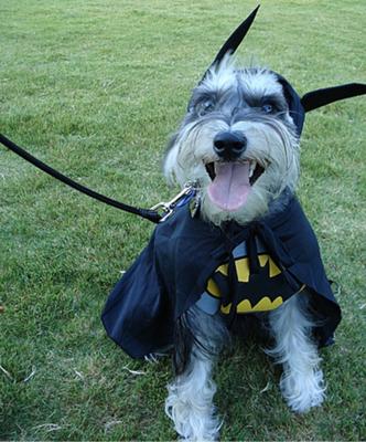 Holy Schnauzer Batman