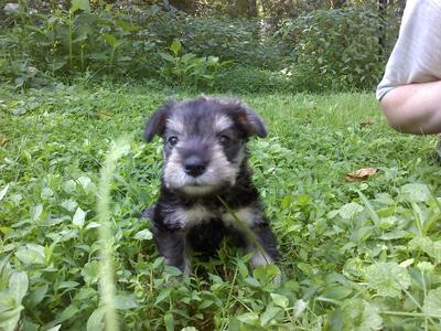 Mini Schnauzer Hope Sophia