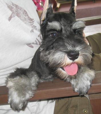 Miniature Schnauzer Hugo