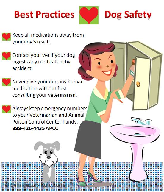 Dog Safety Precautions