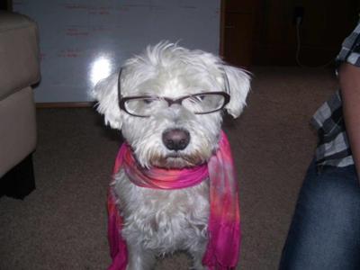 Miniature Schnauzer Irving, the Intellect