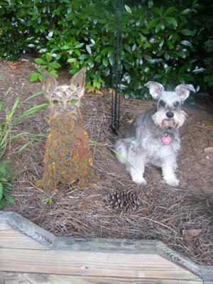 Miniature Schnauzer, Will the real Bella please stand up!